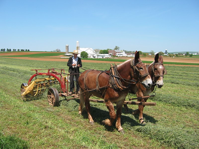 Amish Raking Hay 2