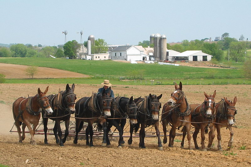 Amish 8 Mule Power