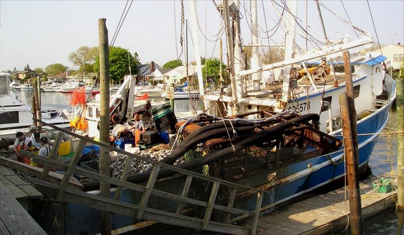 Clam operation in Freeport