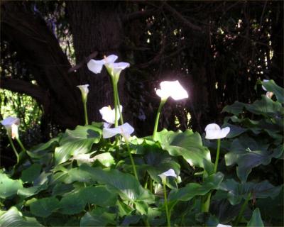 Sutro Park lilies