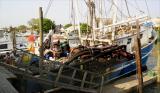 Clam operation in Freeport