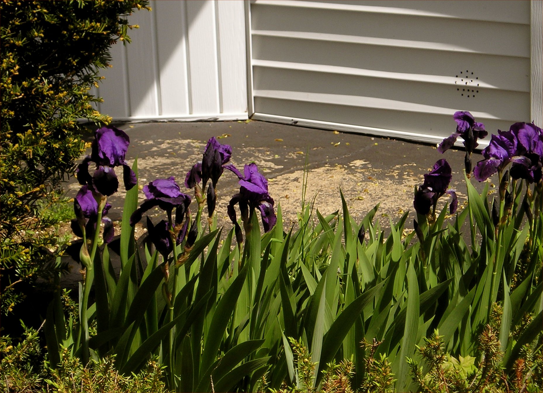 Irises on our front porch