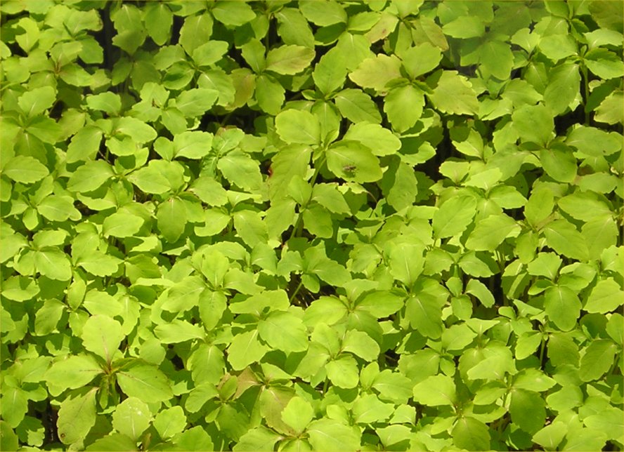 Clover