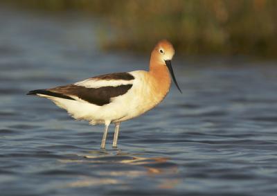 AmericanAvocet, female, breeding plumage