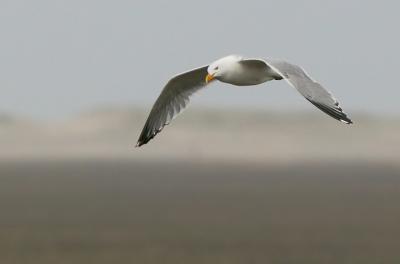 Herring Gull, breeding