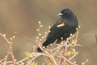 Red-winged Blackbird, typical male