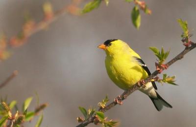 American Goldfinch, male