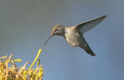 Anna's Hummingbird, female