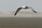 Herring Gull, breeding