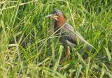 Green Heron