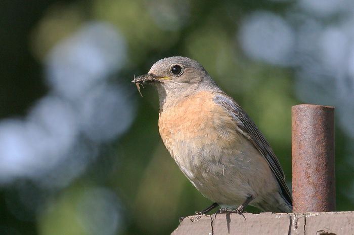 Western Bluebird, female, at nest