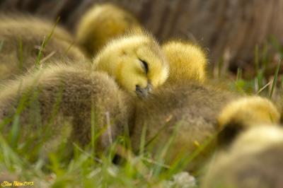 Sleeping Goslings