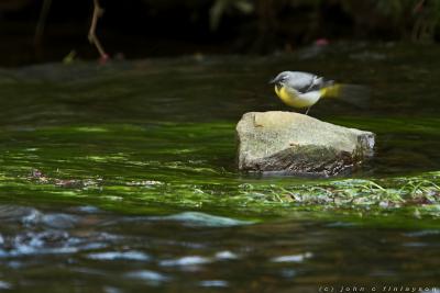 #130 Grey Wagtail