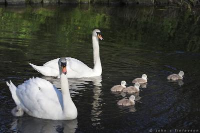 #132A The Swan Family