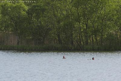 #134 Loch Swimmers