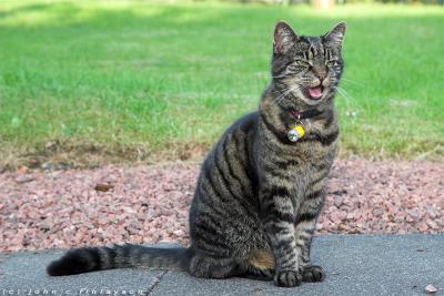 #140 Meow !