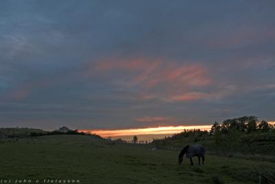 #144 Horse in Field at Dusk