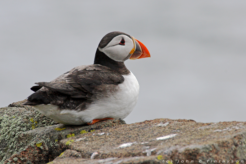 Puffin