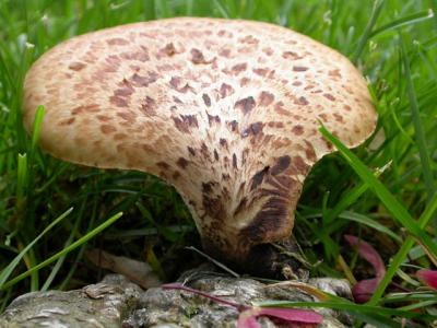 Big brown mushroom