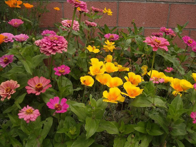 Susan's Front Garden