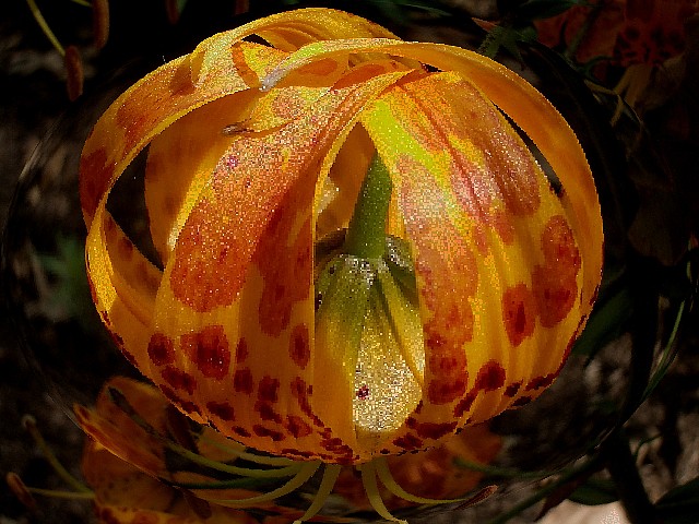  Leopard Lily