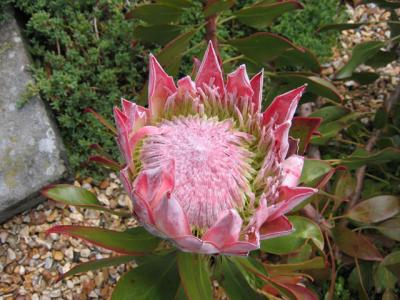 Spring flowering Protea cynaroides
