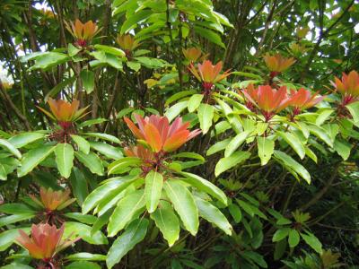 The foliage