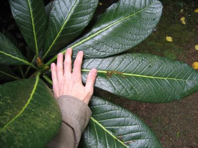 Big Leaves