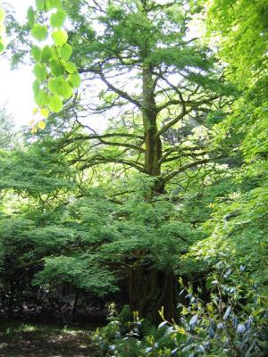 A Dawn Redwood