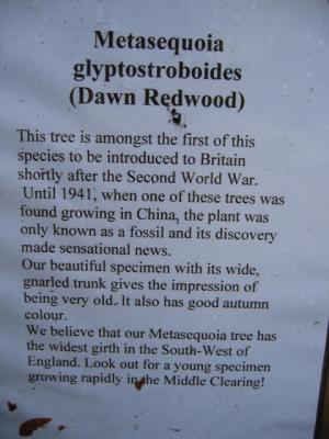 Redwood Notes