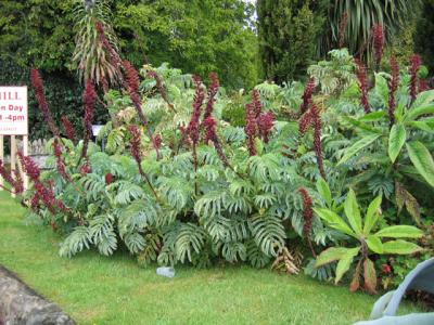 Melianthus