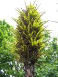 Puya flower spike