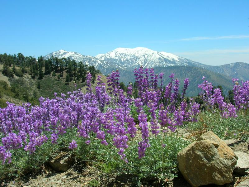 Distant Mount Baldy