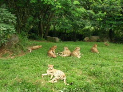 Lazy Cheetahs, Taman Safari