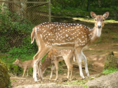 Deer, Taman Safari