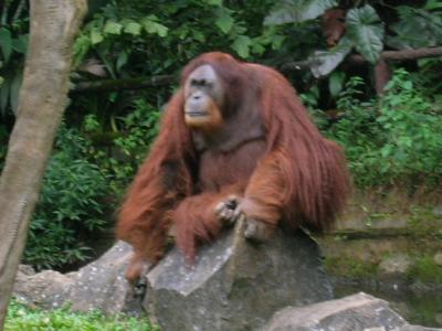 Orangutan, Taman Safari