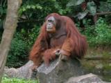 Orangutan, Taman Safari