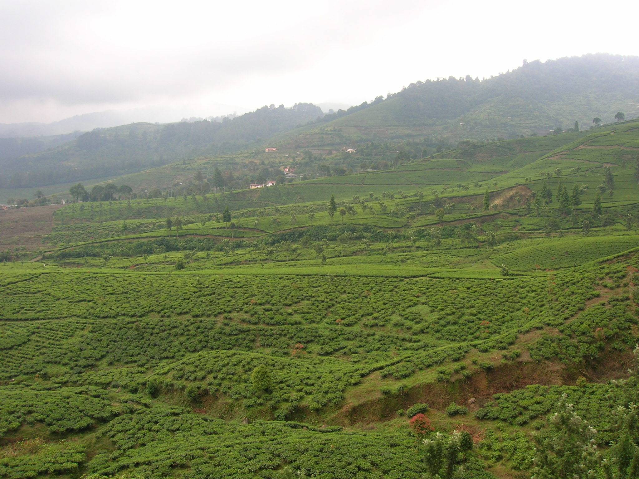 Tea Plantations