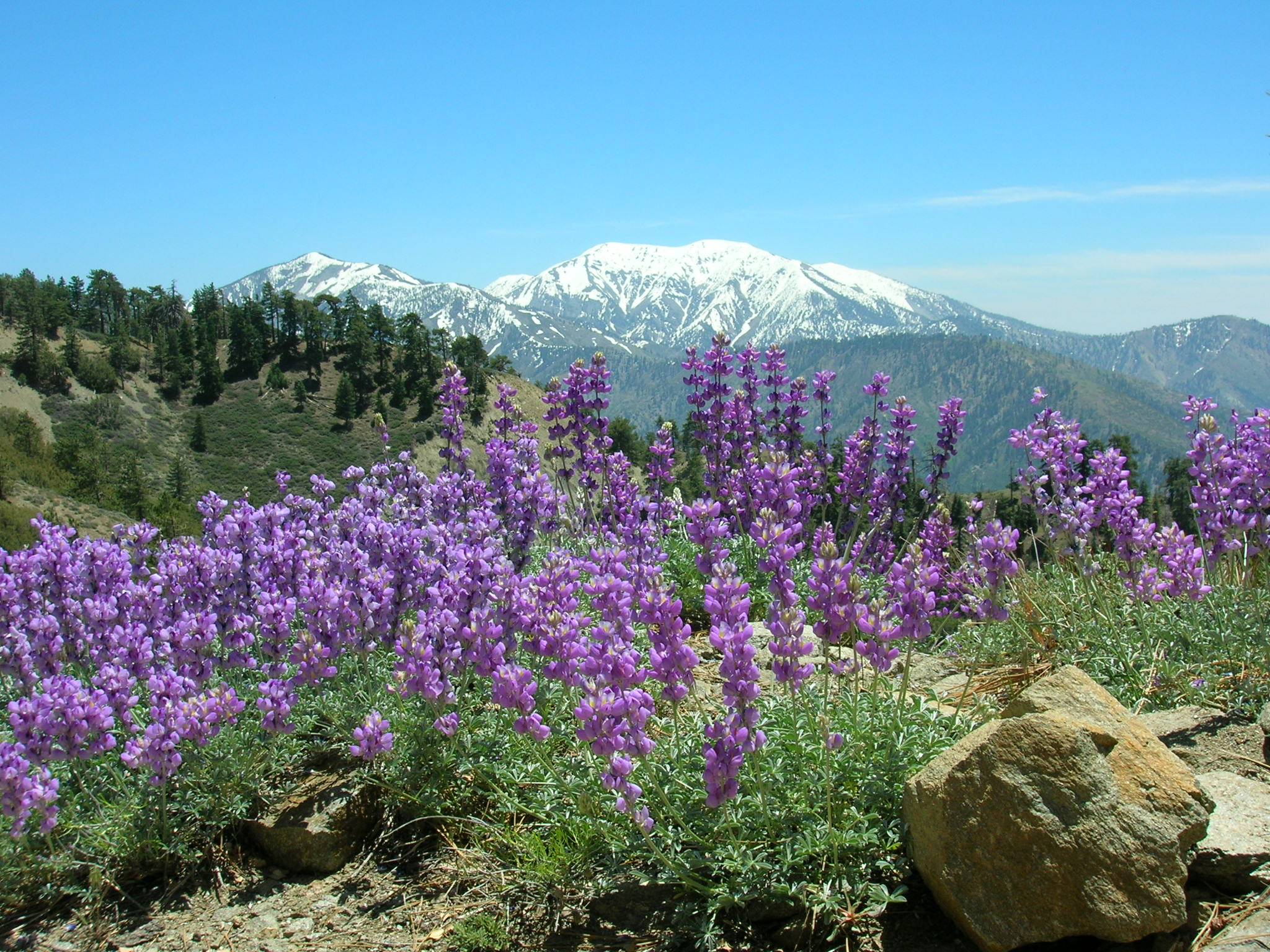 Distant Mount Baldy