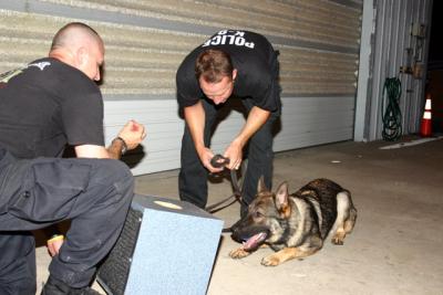 Tampa Police K-9 Balto