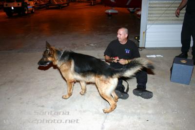 Tampa Police K-9 Falco