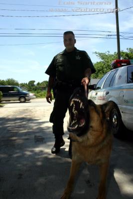 Hillsborough County Sheriff K-9 Unit