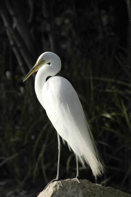 egret3.jpg