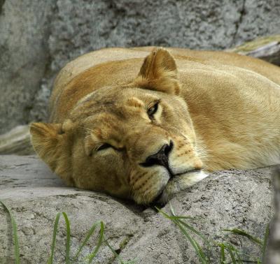 lion sleep3.jpg