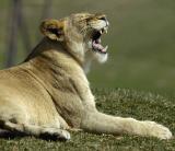 lion yawn.jpg