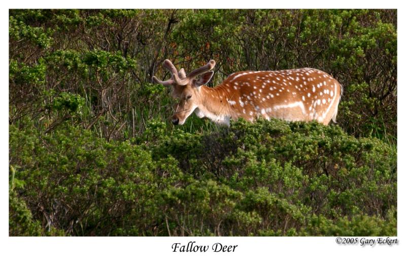 Fallow Deer