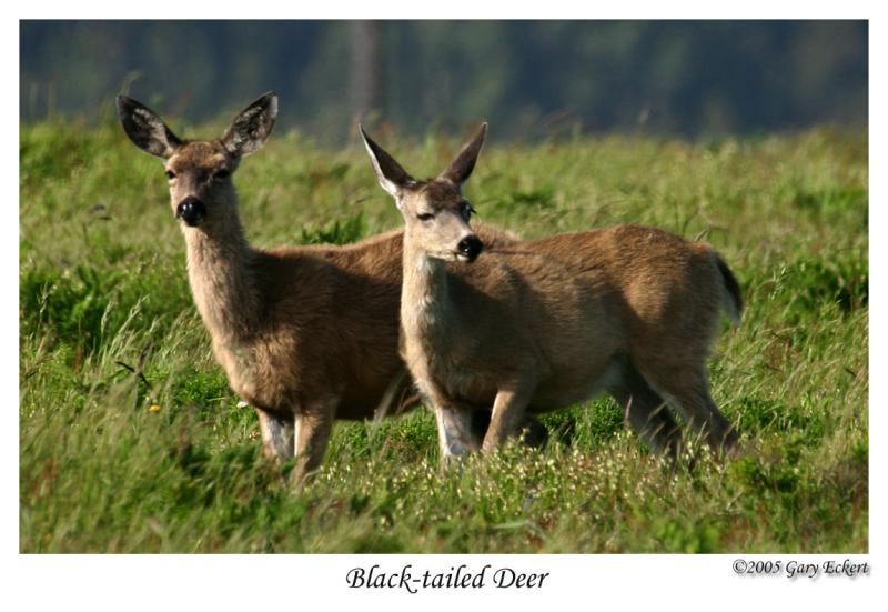 Black-tail Deer