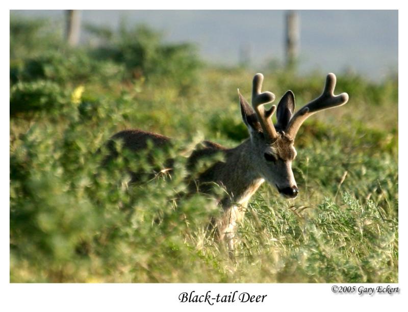 Black-tail Deer