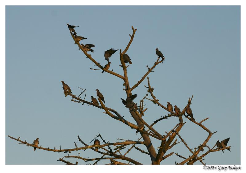 The Pigeon Tree