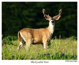 Black-tail Deer